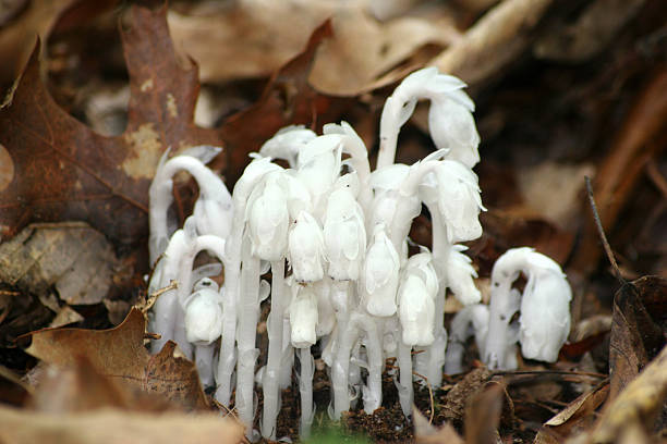 indische smokepipe - indian pipe stock-fotos und bilder