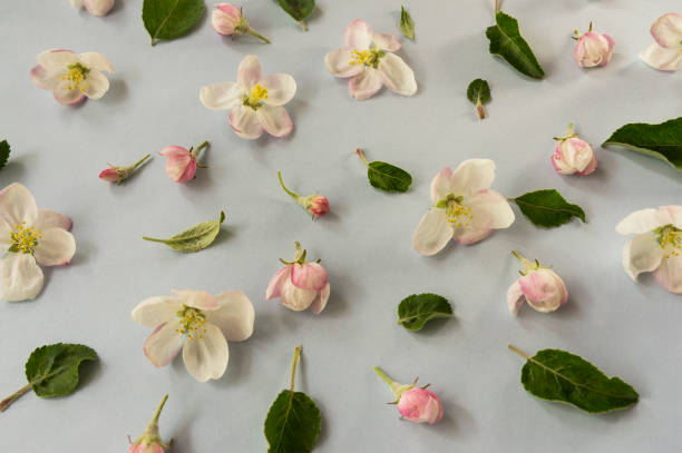 istock Apple blossoms on a gray background. Top view. Background of spring flowers. 924772178
