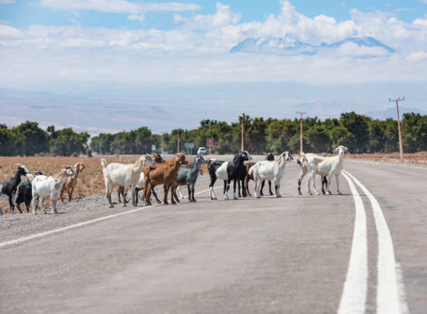 istock Goats crossing road, Atacama, Chile. Volcano in backgound 924774012