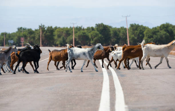 istock Goats crossing road, Atacama, Chile. Volcano in backgound 924774238