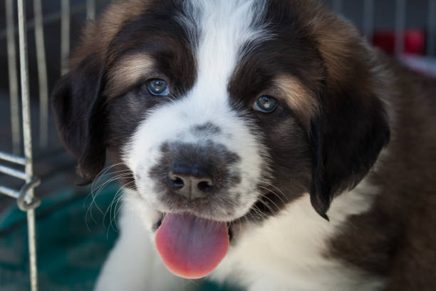 istock Portrait of a small puppy. 924774350