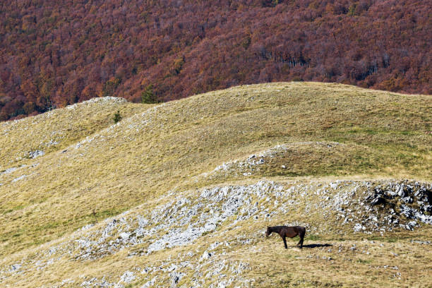 A horse in the highlands from above