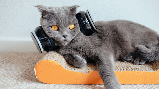 Cute grey Scottish Fold cat listening to music with headphones