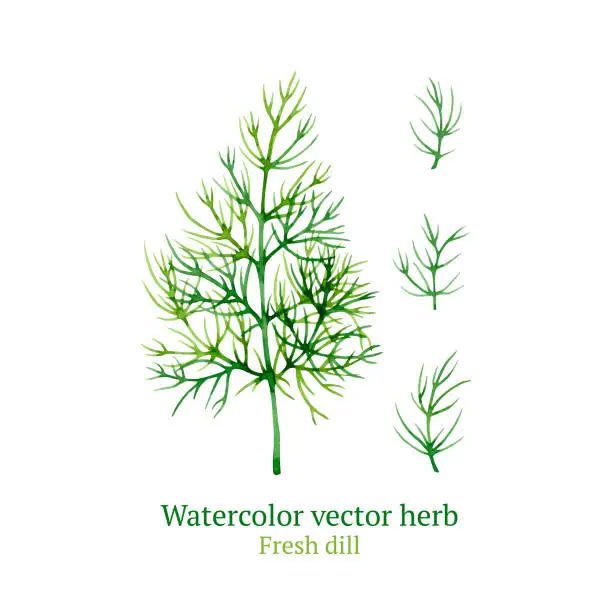 Vector illustration of Fresh dill