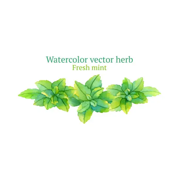 Vector illustration of Fresh mint