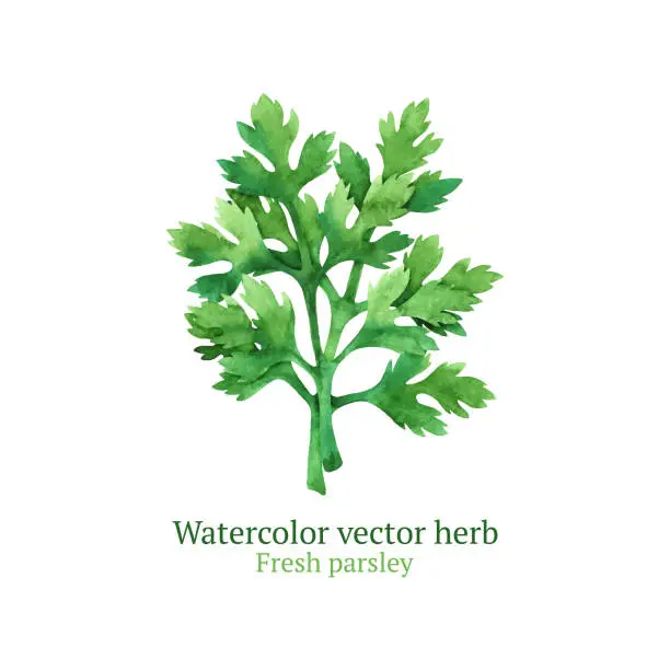 Vector illustration of Parsley