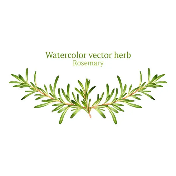 Vector illustration of Rosemary