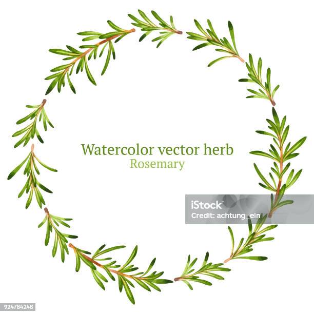 Rosemary Stock Illustration - Download Image Now - Rosemary, Watercolor Painting, Herb