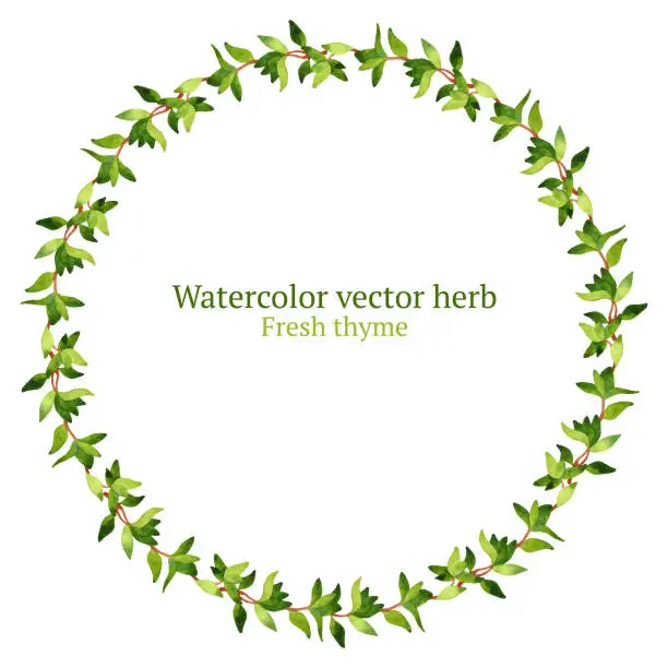 Vector illustration of Thyme