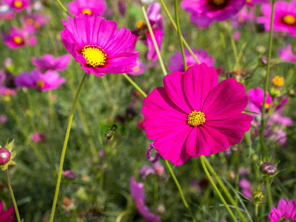 istock Cosmos Flower Field 05 924785068