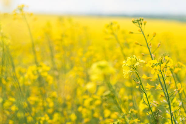 istock Rapeseed field, Brassica napus 924785818