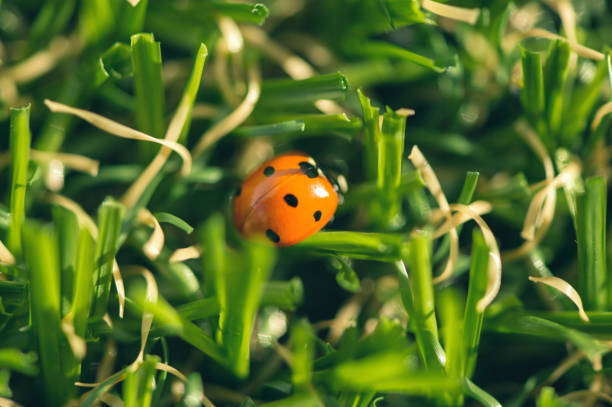 istock Close Up of ladybug on grass 924785980
