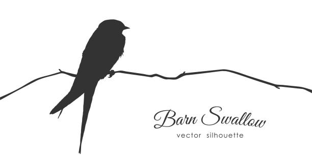Silhouette of Barn Swallow sitting on a dry branch. Vector illustration: Silhouette of Barn Swallow sitting on a dry branch. barn swallow stock illustrations