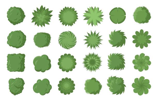 ilustrações de stock, clip art, desenhos animados e ícones de various trees, bushes and shrubs, top view for landscape design plan. vector illustration, isolated on white background. - landscape design landscaped plan