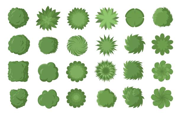 Various trees, bushes and shrubs, top view for landscape design plan. Vector illustration, isolated on white background. Various green trees, bushes and shrubs, top view for landscape design plan. Vector illustration, isolated on white background. treetop stock illustrations