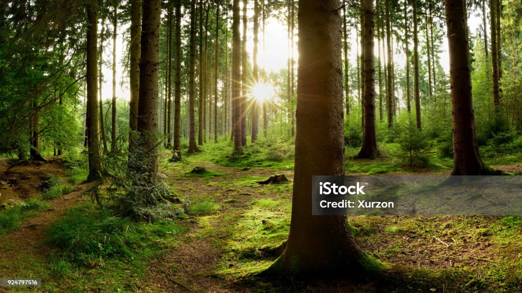 Sunrise in the forest Beautiful forest with bright sun shining through the trees Forest Stock Photo