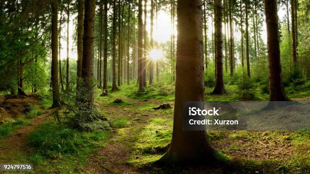 Sunrise In The Forest Stock Photo - Download Image Now - Forest, Tree, Woodland