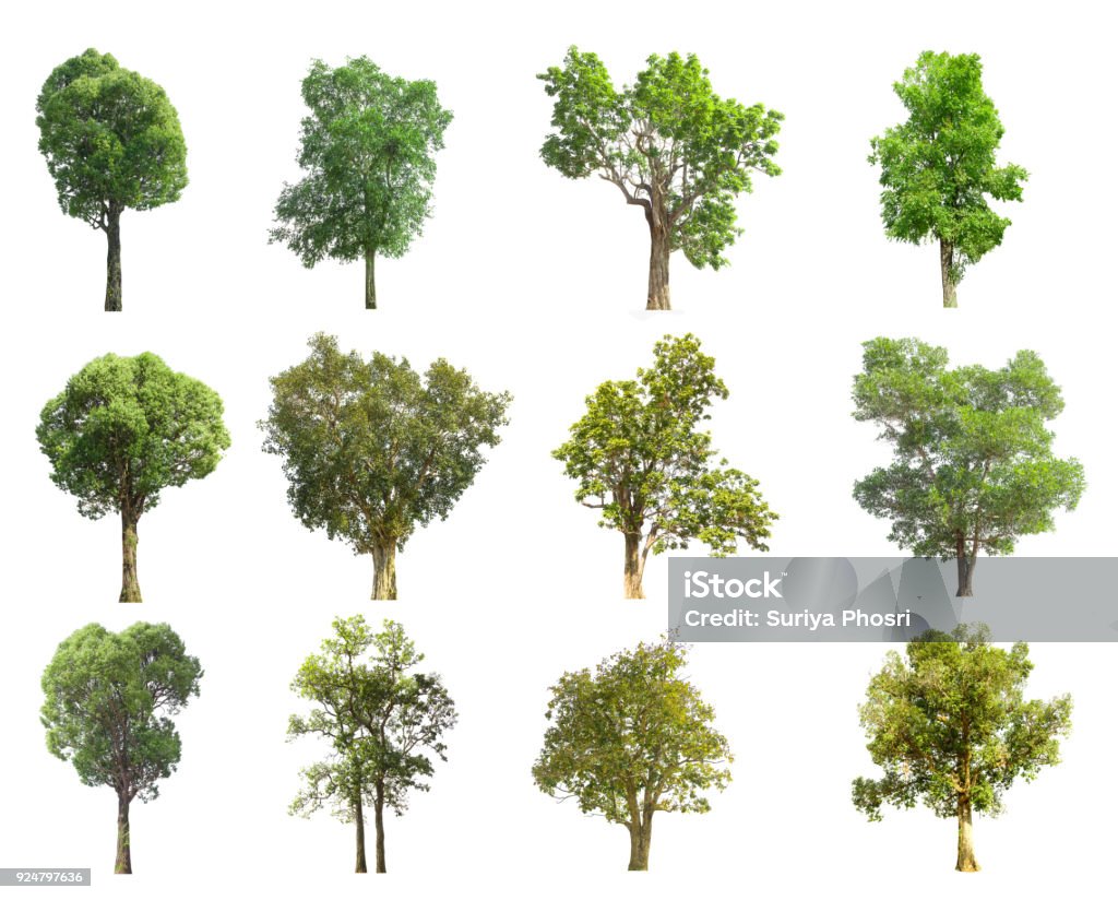 collections green tree isolated. green tree  isolated on white background. Tree Stock Photo