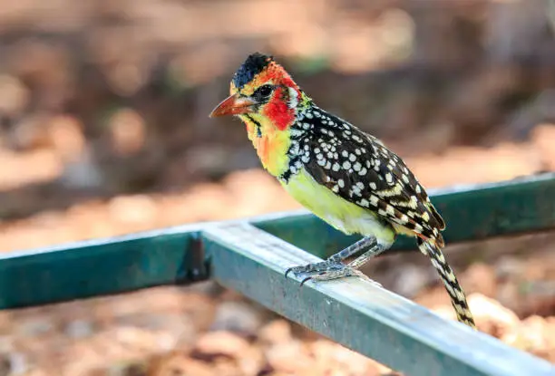 The red-and-yellow barbet is a species of African barbet found in eastern Africa. Males have distinctive black, red, and yellow plumage; females and juveniles are similar, but less brightly colored.