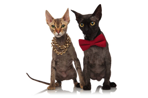 istock two adorable short haired cats wearing necklace and bowtie 924797930
