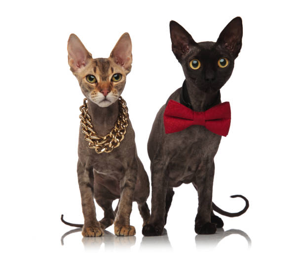 istock elegant gentleman and lady cats 924797956