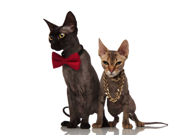 istock upset lady cat sitting near gentleman cat 924798190