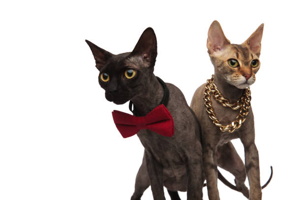 istock couple of elegant cats standing side by side 924798768
