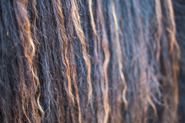 Close up of the brown and gold tones in a Shetland pony's mane