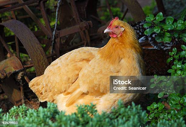Chicken Stock Photo - Download Image Now - Animal, Chicken - Bird, Color Image