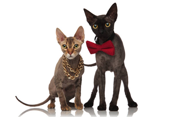 istock adorable luxury cats on white background 924801056
