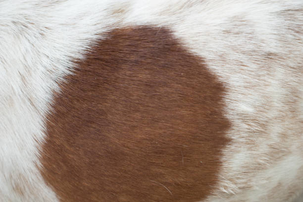 istock Dog hair background 924801988