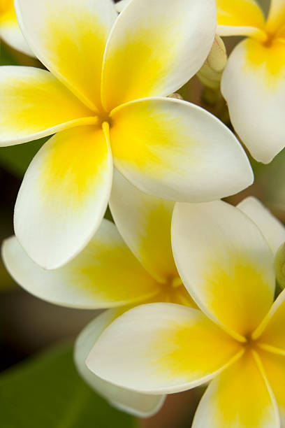istock Yellow frangipani flowers extreme close up 92480238