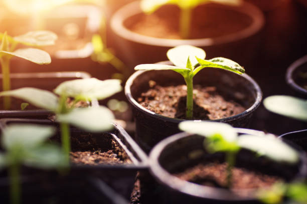 istock cucumber seedlings in pots 924804406