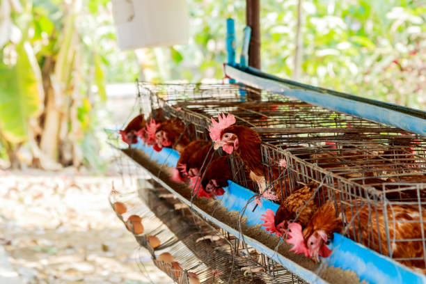 istock Eggs chicken in the farm of thailand 924804820