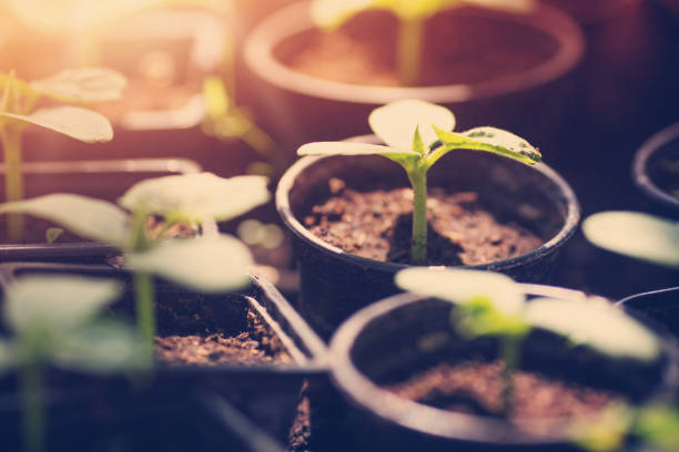 istock cucumber seedlings in pots 924805252