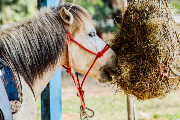 istock horses in the paddock eating dry hay summertime 924805260