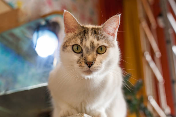 istock Cat in the children's room 924805852