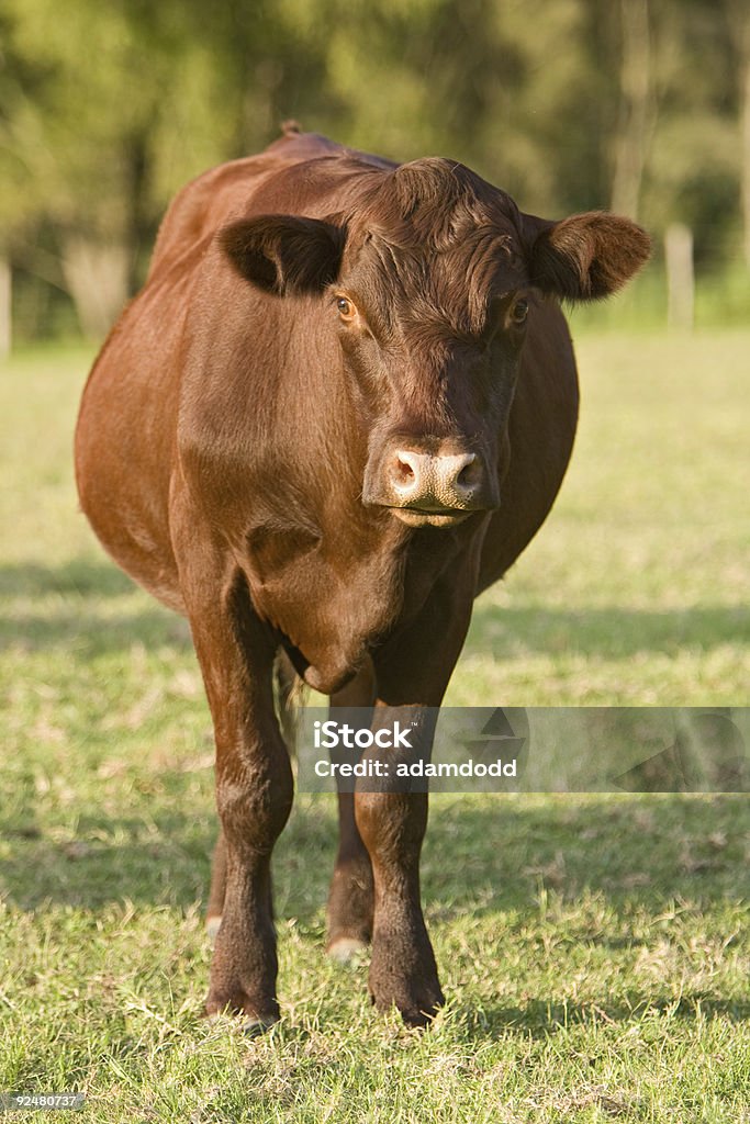 brown cow  Cow Stock Photo