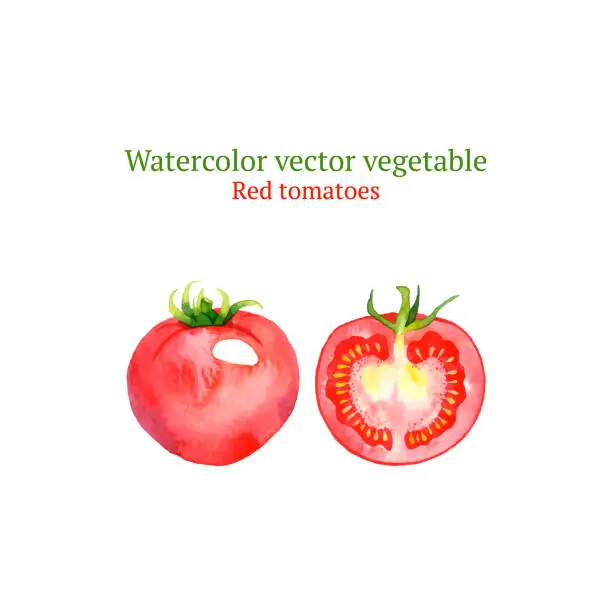Vector illustration of Red tomatoes