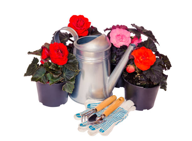 istock Seedlings begonia flowers, garden tools and watering can isolated 924813264