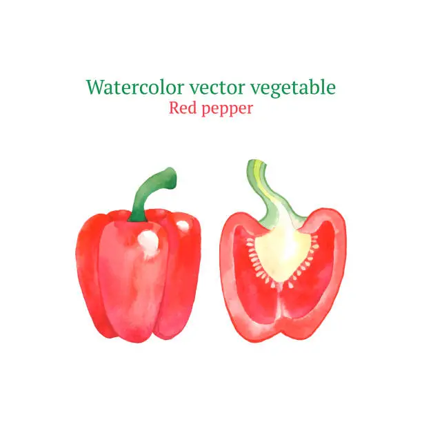 Vector illustration of Red pepper