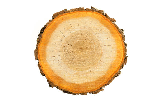 Rough (chainsaw) cut wood slice isolated on a white background. stock photo