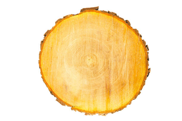 istock Rough (chainsaw) cut wood slice isolated on a white background. 924816814