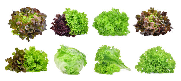 istock set of lettuce vegetable isolated on white background 924820718