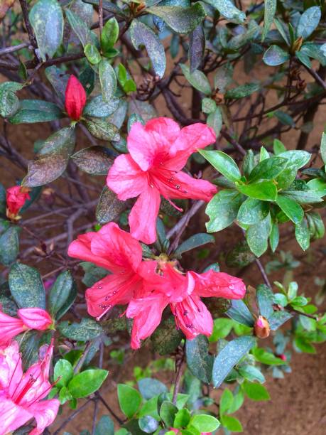 istock Pink flowers amid the green leaves 924821870