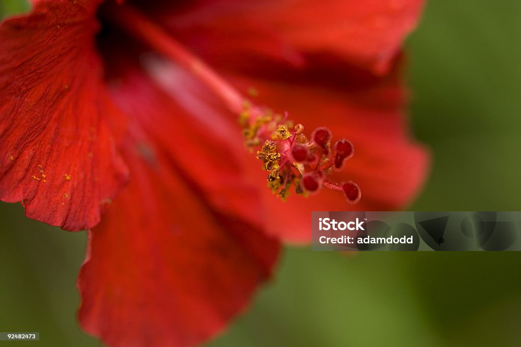 Red flor de hibisco detalhes, close-up (macro - Foto de stock de Austrália royalty-free