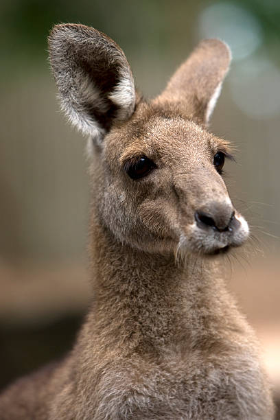 A head and shoulders shot of a kangaroo, great focus fall off.
