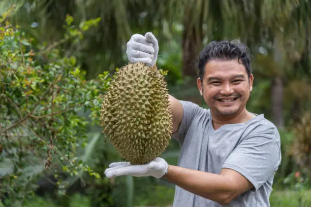 Photo of Asian farmer holding Durian is a king of fruit