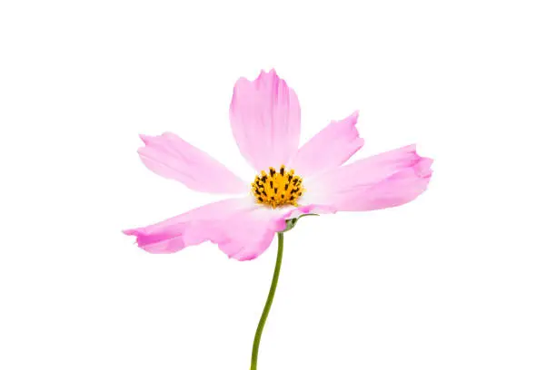 pink cosmea isolated on white background