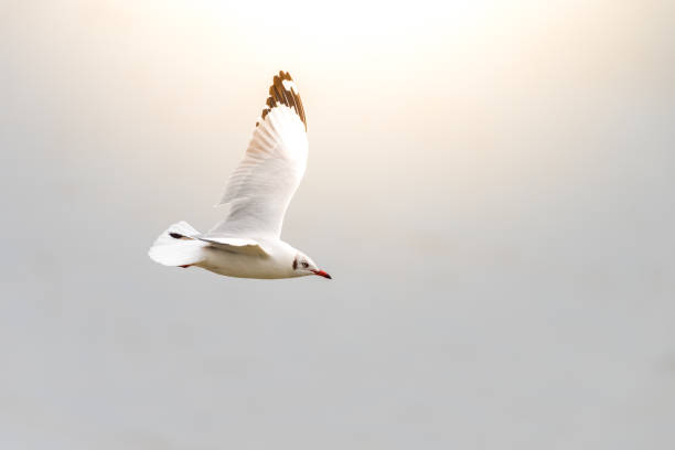 istock Bird (Laridae) flying on the sky at a nature sea 924828504